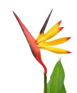 Umjetna biljka rajska ptica Strelitzia reginae 66 cm